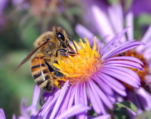 زنبور عسل